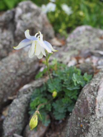Aquilegia ´LÚČKY´